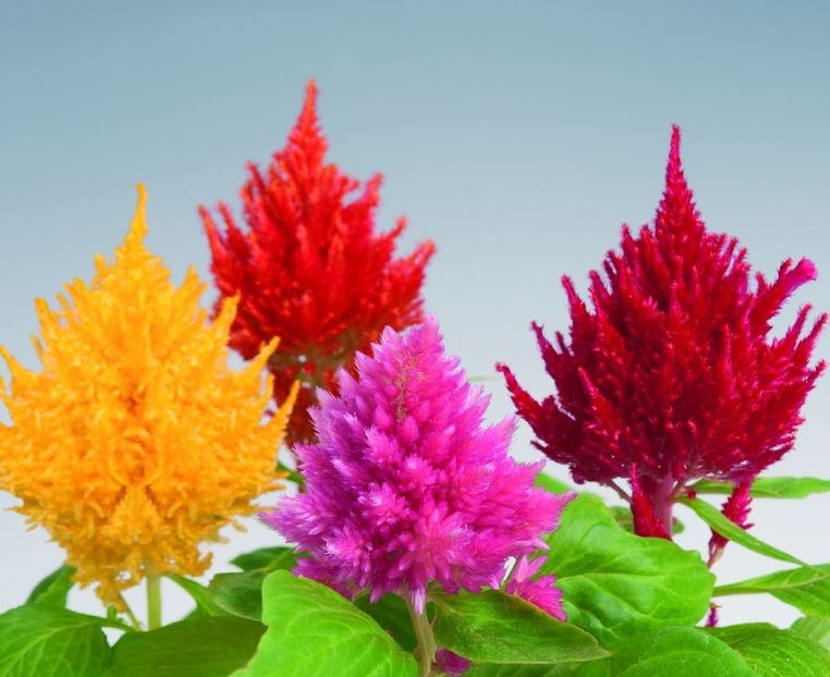  - SEMINTE CREASTA COCOSULUI - D 139 CELOSIA PLUMOSA