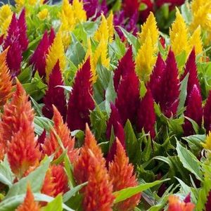  - SEMINTE CREASTA COCOSULUI - D 139 CELOSIA PLUMOSA