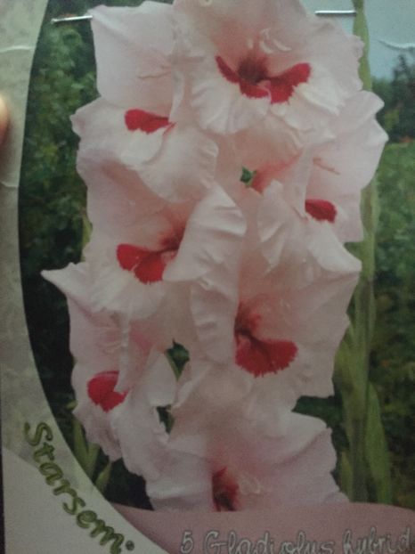 image - Gladiole