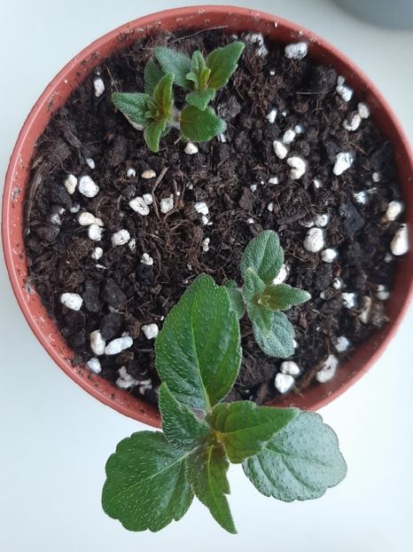 Ice Tea - achimenes-primele incercari