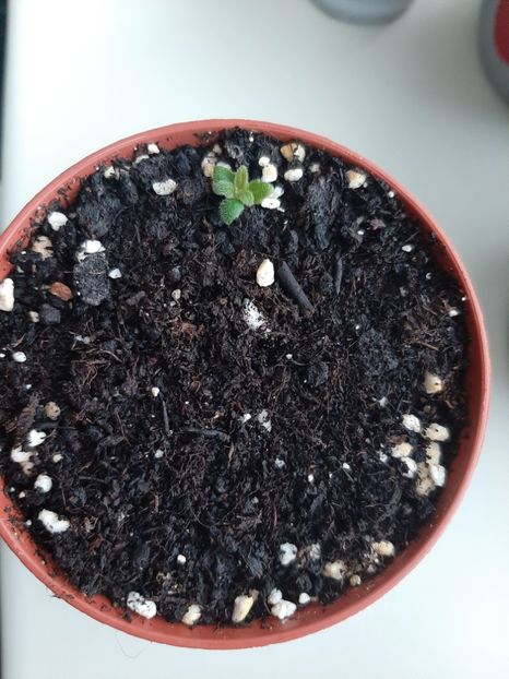 Amour - achimenes-primele incercari