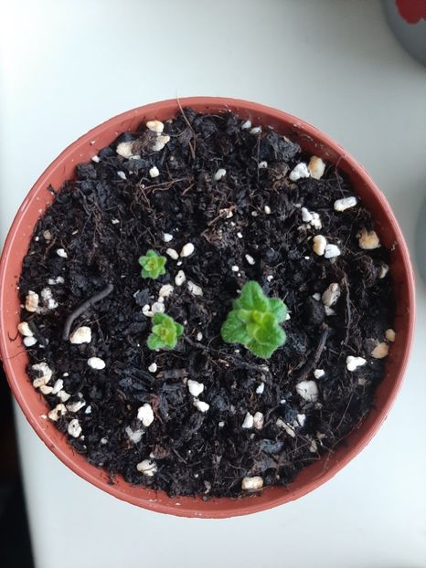 Honey Quuen - achimenes-primele incercari