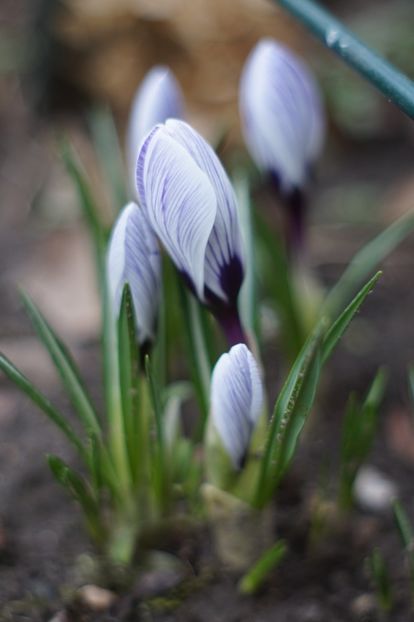  - Martie 2019- Martie 2020