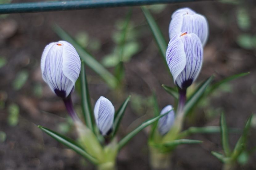  - Martie 2019- Martie 2020