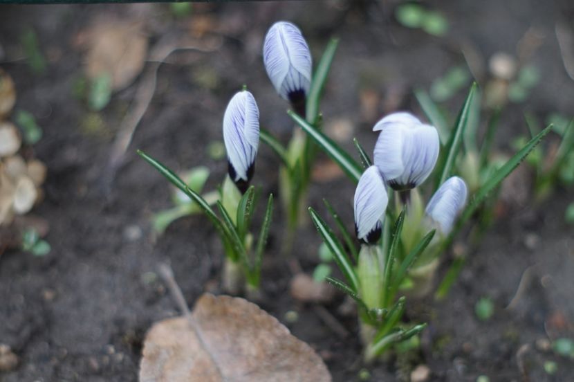  - Martie 2019- Martie 2020