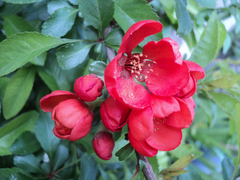 2019 - ARBUSTI CU FLORI