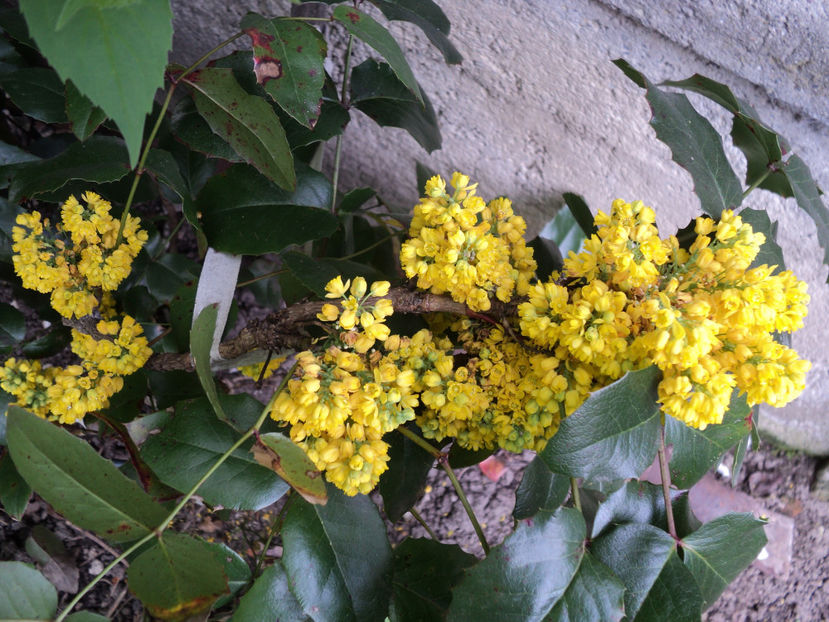 2019 - ARBUSTI CU FLORI