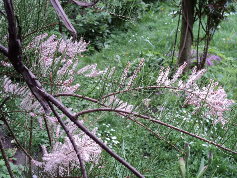 poze 2019 - ARBUSTI CU FLORI