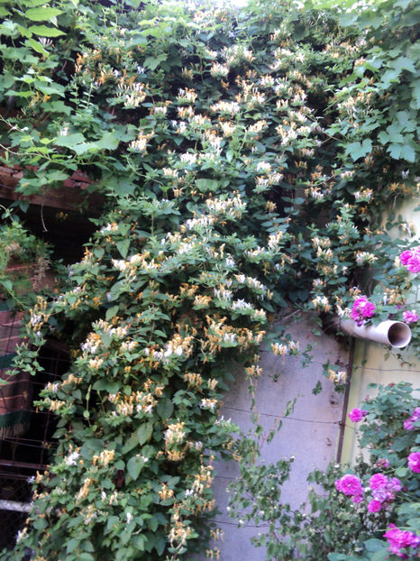 2019 - ARBUSTI CU FLORI