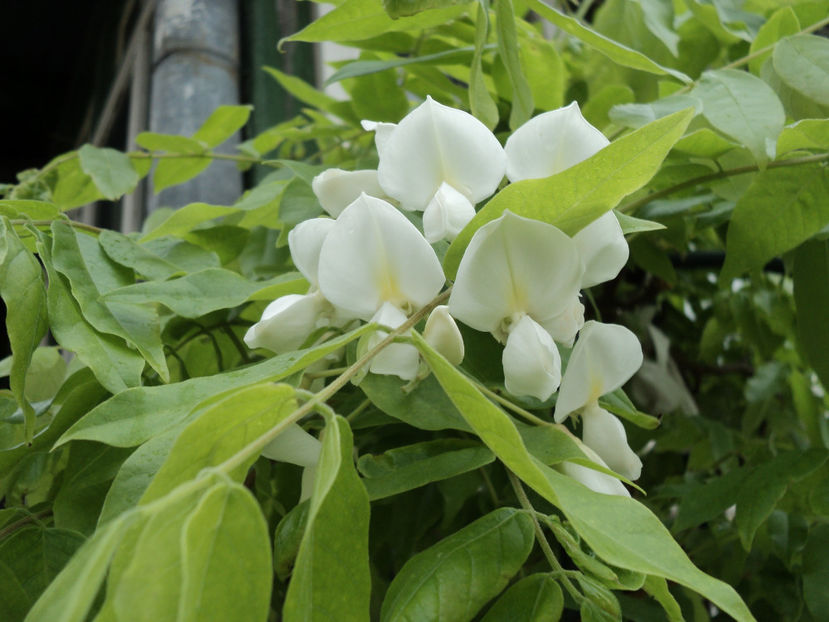 2019 - ARBUSTI CU FLORI