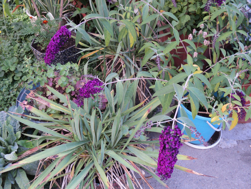 2019 - ARBUSTI CU FLORI