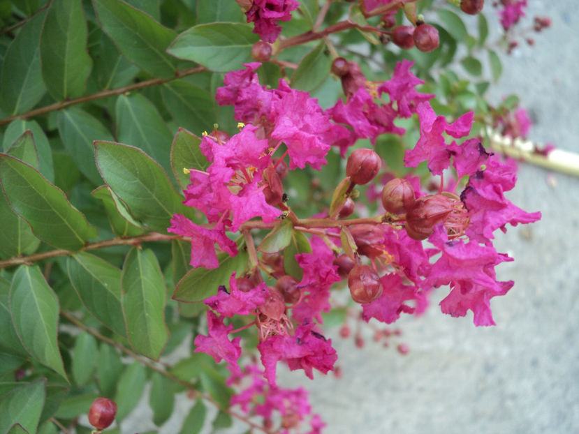 poze 2019 - Liliac indian - Lagerstroemia indica