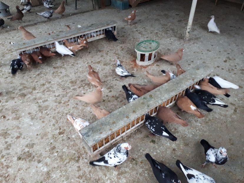  - J1 _ carunculați _ martie 2020