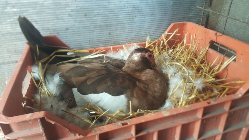 La job - 0001 rate lesesti matca 2020 lot 1