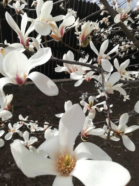  - Magnolie