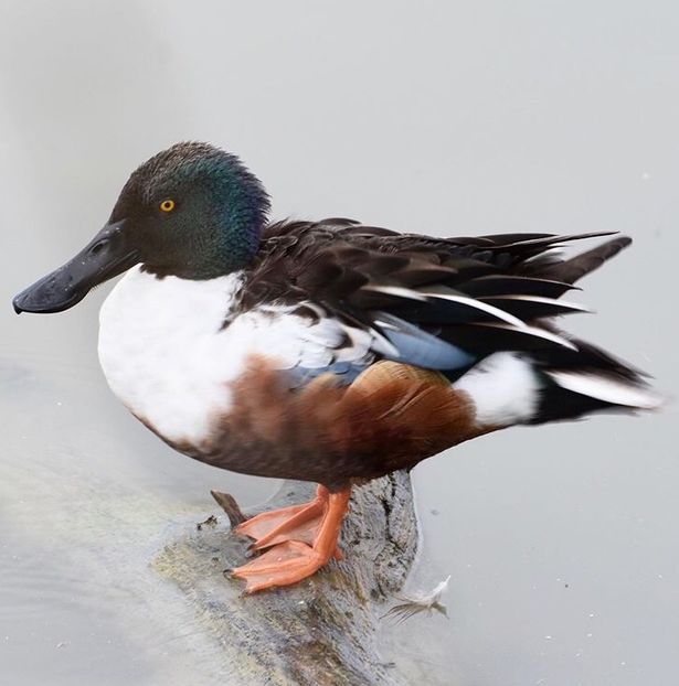  - Un fel de rai pe pământ!