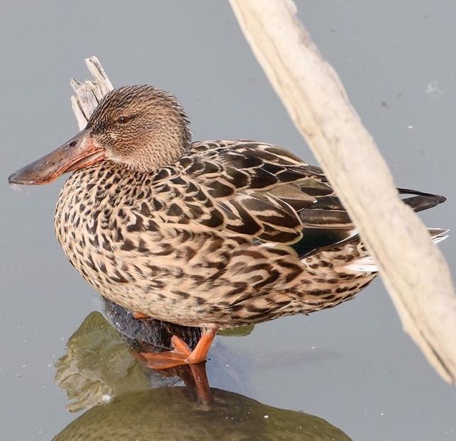  - Un fel de rai pe pământ!