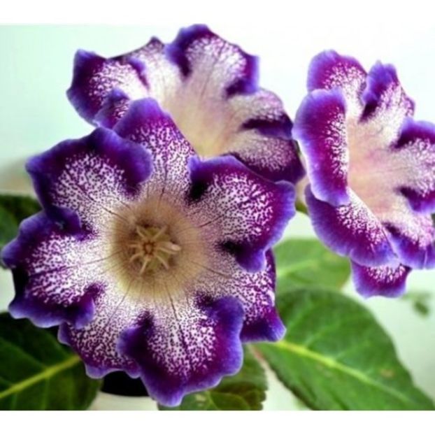 bulbi-gloxinia-tigre-blue- - 0 Dorinte 2020-