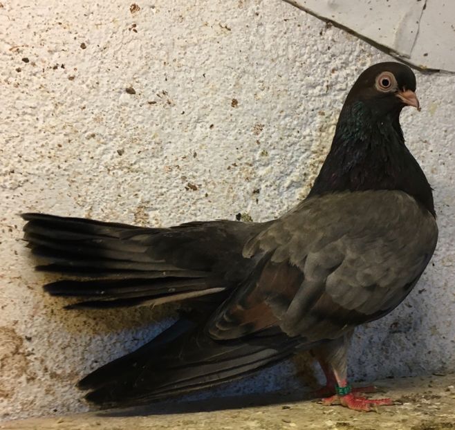 848AEC92-F1F0-452F-902F-AB93DCD09C9C - Plumburii