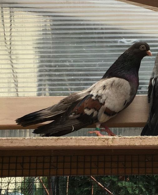 FA3903A6-5529-4A72-84A1-09AE68BDBB81 - Plumburii