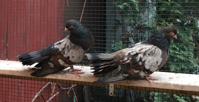 78F4D5B1-C6A7-4F94-9174-DE31B2B91242 - Plumburii