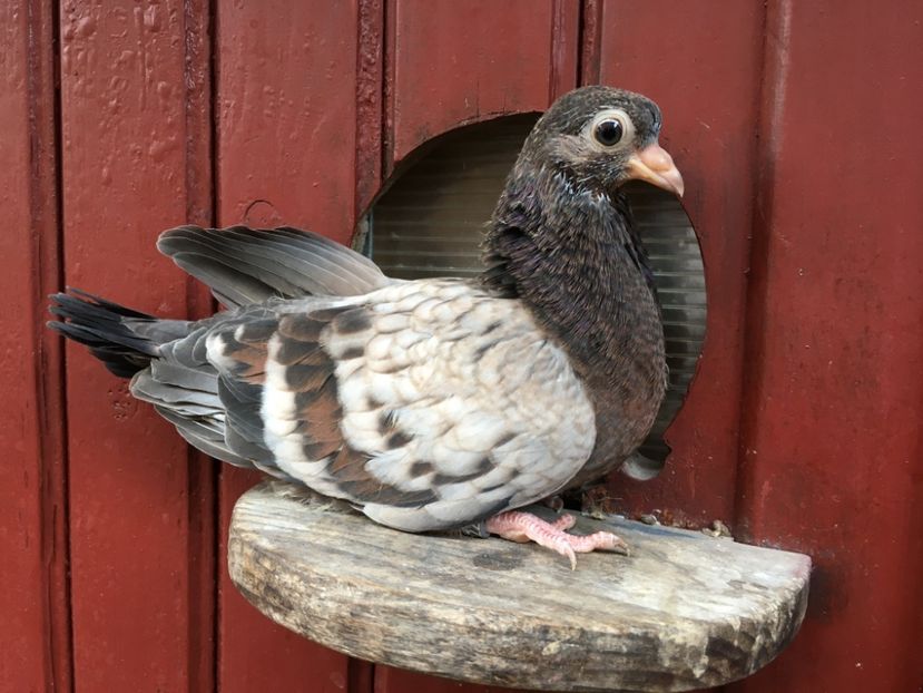 A82043EC-51E6-4622-82D6-BA45388C8127 - Plumburii