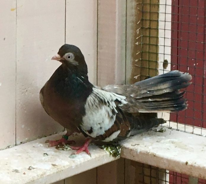 DDD3795E-EDB6-4FDF-B678-05AD91E567A0 - Plumburii