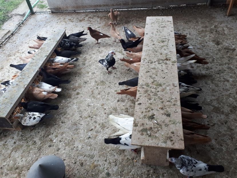  - J1 _ carunculați _ martie 2020