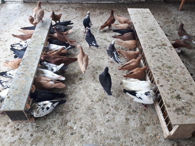  - J1 _ carunculați _ martie 2020