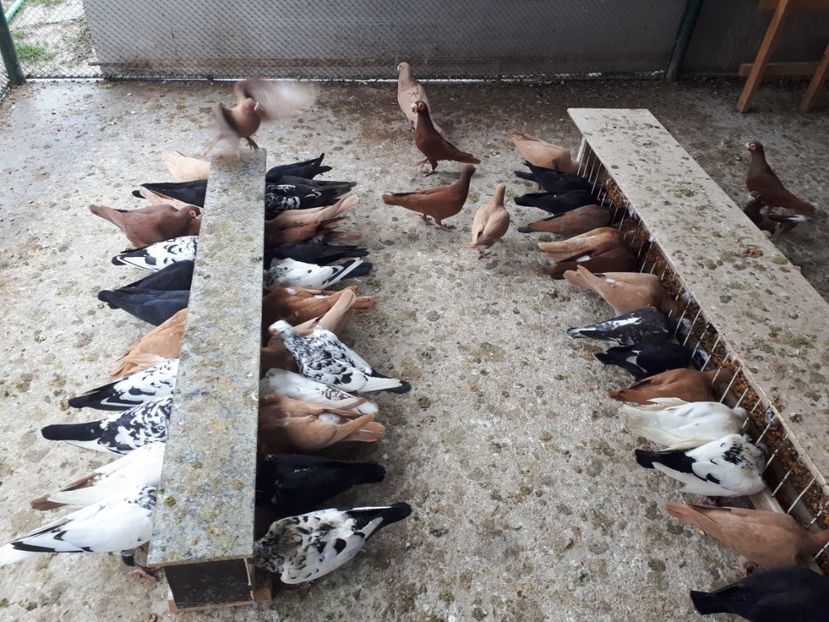  - J1 _ carunculați _ martie 2020