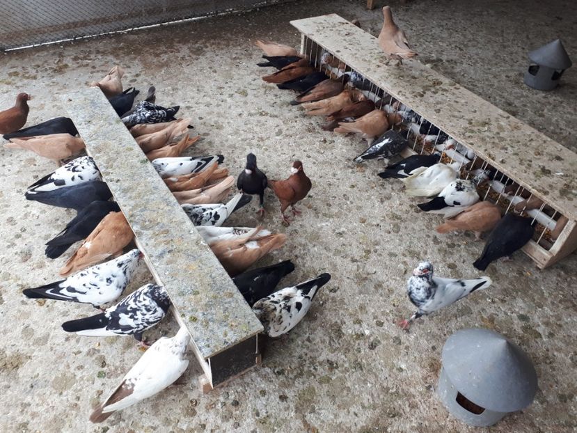  - J1 _ carunculați _ martie 2020