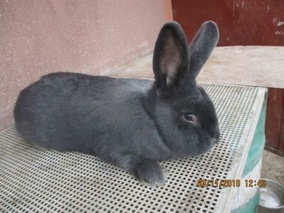 mascul vienez din 2019 !! - X ARHIVA IEPURI CE AM AVUT