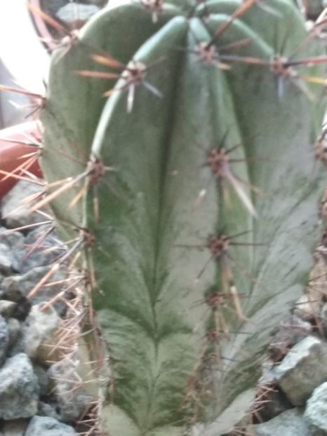 cactus-07 - suculente si cactusi