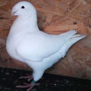 113062994_RMVBSWV - 3---AGH DAȚI 2019 - 2025