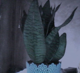 LIMBA SOACREI-flori noi acasa. - flori