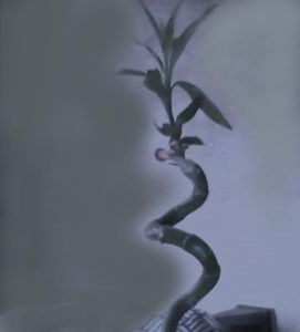 Bambusul meu-flori noi - flori