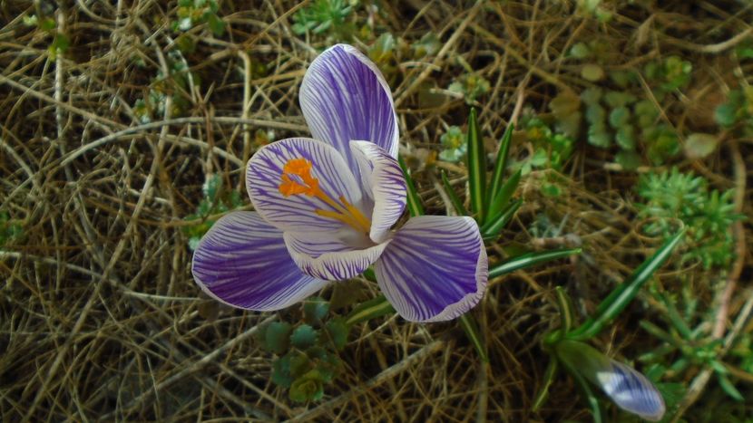 Crocusi - v Iarna 2019-2020