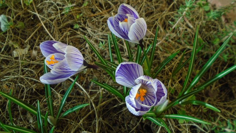 Crocusi - v Iarna 2019-2020