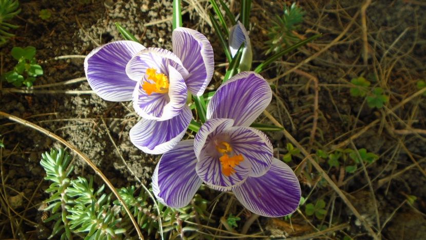Crocusi - v Iarna 2019-2020