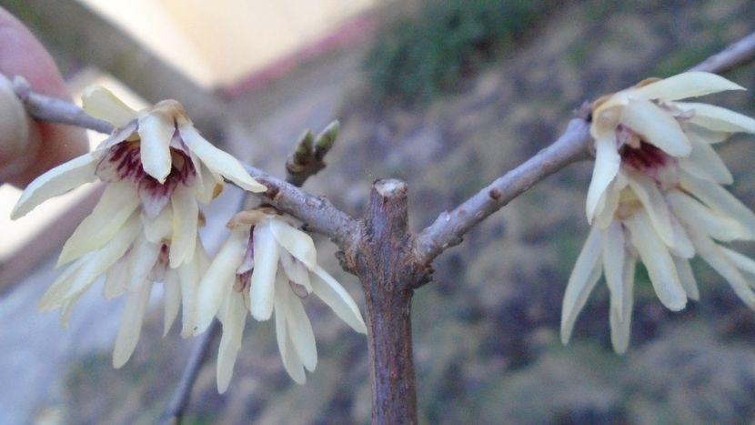 Arbustul zânei (Chimonanthus praecox) - v Iarna 2019-2020