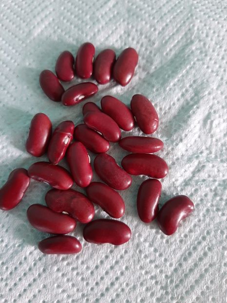 Fasole Red Bush - Semințe fasole