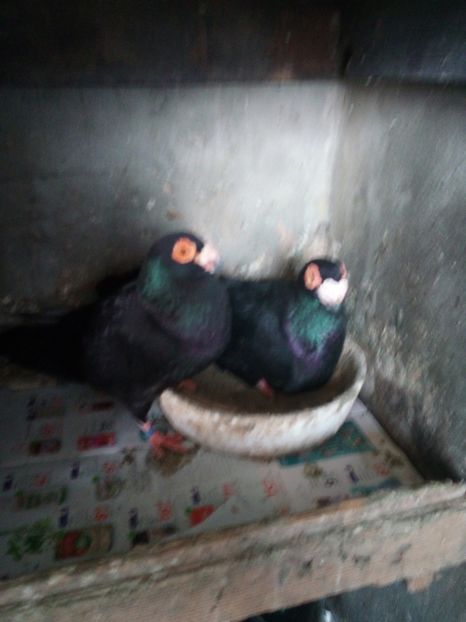  - Porumbei 2020