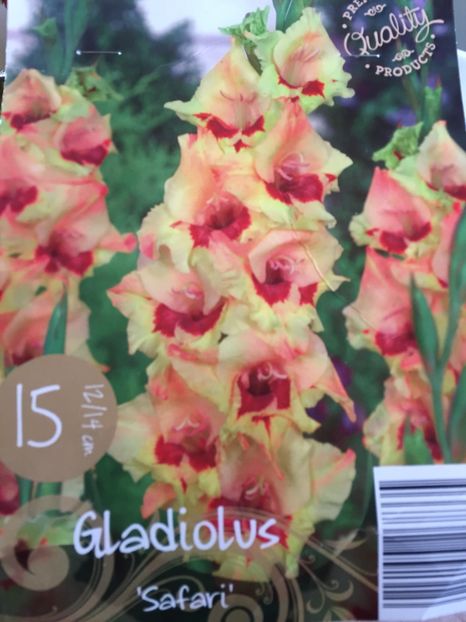 image - Gladiole