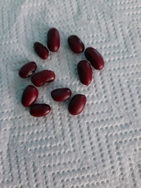 Fasole Red Pearl - Semințe fasole