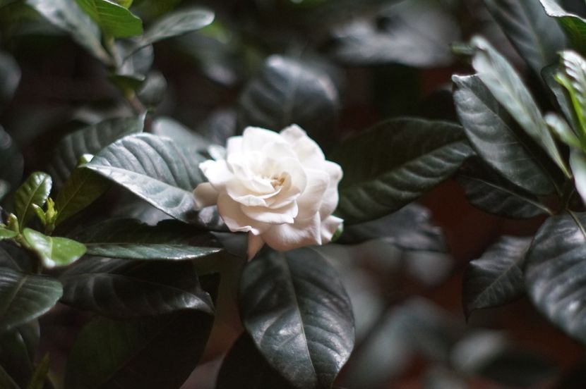  - Martie 2019- Martie 2020