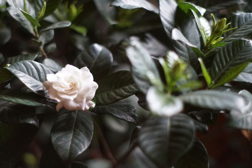  - Martie 2019- Martie 2020