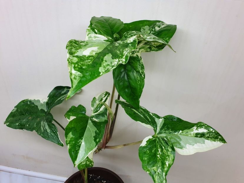  - Syngonium Podophyllum Albo Variegata