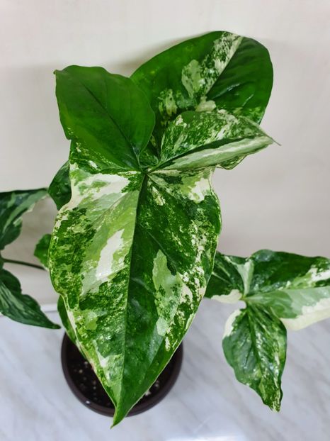  - Syngonium Podophyllum Albo Variegata