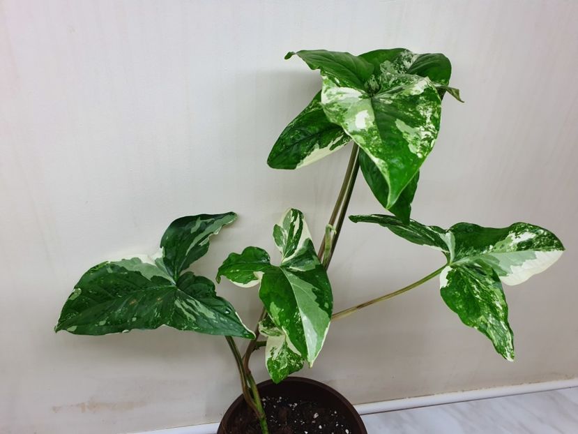  - Syngonium Podophyllum Albo Variegata