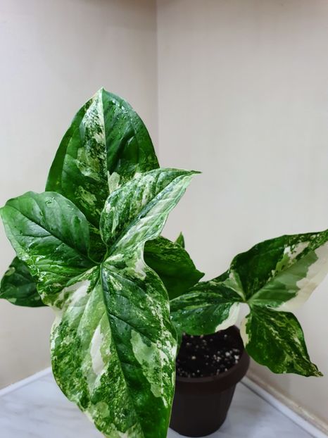  - Syngonium Podophyllum Albo Variegata